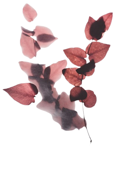 Pressed burgundy petals and leaves